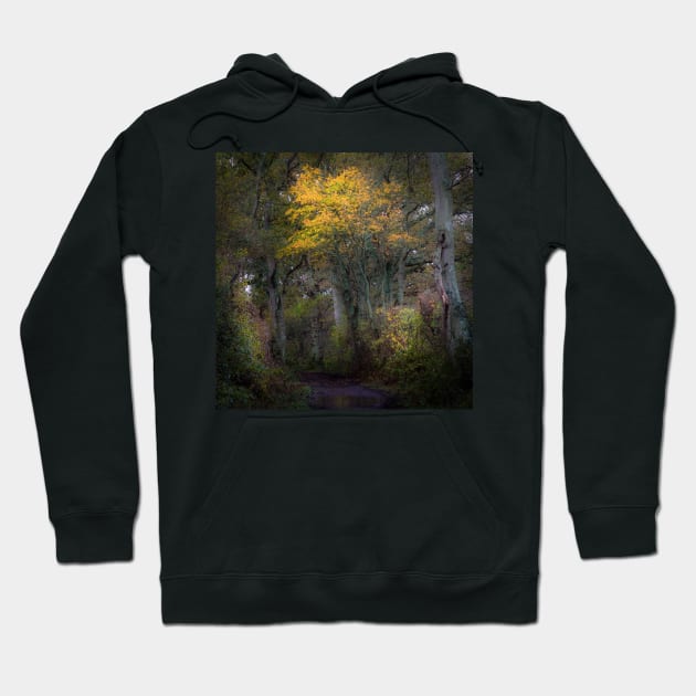 Some People Walk in the Rain ... Others Just Get Wet Hoodie by karenadams